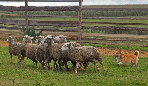 How to Train Your Corgi Dog to Herd | Wag! Herding Cattle, Dog Sports, Standing At Attention, Cattle Dogs, Herding Dogs, Rhodesian Ridgeback, Letting Go Of Him, Sporting Dogs, Guard Dogs