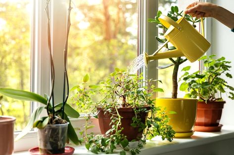 The 8 Best House Plants for Air Quality & Oxygen | HUM Nutrition Blog Tanaman Air, Hedera Helix, Sansevieria Trifasciata, Buy Plants Online, Rubber Plant, Crassula Ovata, Growing Plants Indoors, Indoor Plant Care, Best Indoor Plants