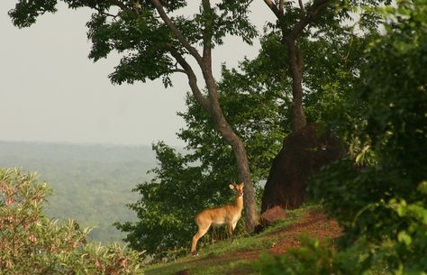 ghana mole national park | The Mole National Park is the lar… | Flickr Accra, Bird Species, Ecosystem, Mole, Reptiles, Ghana, In The Heart, Savannah, Savannah Chat