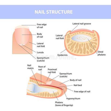 Anatomical Training Poster. Fingernail Anatomy. Cross-section Of The Finger. Structure Of Human Nail Stock Vector - Illustration of fold, human: 190534986 Nail Anatomy Diagram, Nail Art Course Poster, Nail Vector, Nail Notes, Cosmetology Instructor, Nail Poster, Nail Structure, Nail Anatomy, Nail Education