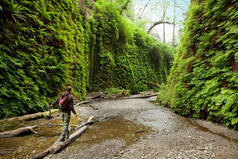 Fern Canyon In Northern California Is A Lesser-Known Place In The U.S. Humboldt County California, Fern Canyon, Types Of Ferns, California Nature, Channel Islands National Park, Redwood National Park, The Redwoods, Humboldt County, Redwood Forest