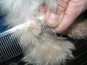 7 Dog Grooming Hacks That Save Time and Money | The Dog People by Rover.com Dog Grooming Hacks, Dog Grooming Diy, Cleaning Dogs Ears, Grooming Hacks, Dog Advice, Dog Obsessed, Healthy Dog Food Recipes, Animal Antics, Dog People