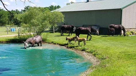 Summer might be coming to an end, but the fun can continue for a while longer. A team of horses were soaking in the remaining summer sun by the pond on their Horse Pond, Horse Room Decor, Horse Paddock, Barn Hacks, Horse Room, Paddock Paradise, Farm Business, Small Ponds, Barn Design