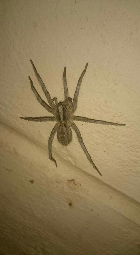 Wolf spider, Lycosidae Animal Pfp Funny, Spiders Cute, Cute Animal Pfp, Aesthetic Pets, Animal Pfp, Pet Tarantula, Many Eyes, Pfp Funny, Wolf Spider