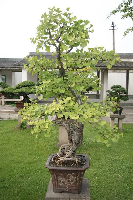 Bonsai Kit, Ginkgo Biloba Tree, Seeds Growing, Maidenhair Tree, Bonsai Ideas, Living Fossil, Patio Trees, Tree Seedlings, Ginkgo Tree