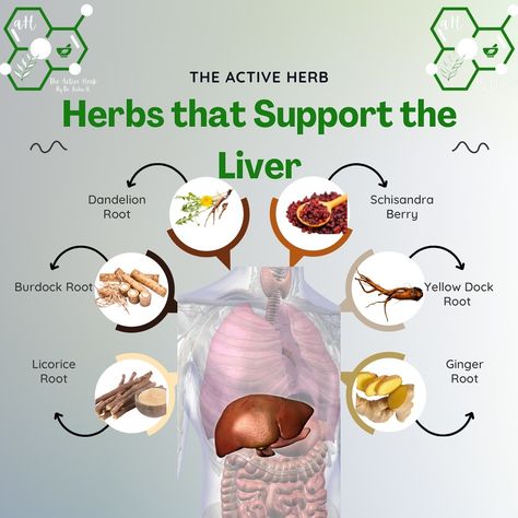 LOVE YOUR LIVER. It has tons of responsibilities. This blend of dandelion root, ginger root, burdock root, milk thistle, rosehips, and red clover blossoms is packed with bioactive compounds like sesquiterpene lactones, gingerols, inulin, silymarin, and flavonoids. These natural ingredients support liver detoxification and enzyme regulation for optimal health. 🌱🍵 Comment “LIVER” to receive the link to the full recipe! #LiverHealth #HerbalInfusion #NaturalDetox #WellnessJourney #HolisticHealth Yellowdock Root Benefits, Burdock Root Smoothie, Burdock Root Recipes, Red Clover Benefits, Dandelion And Burdock, Herbal Remedies Recipes, Liver Detoxification, Red Clover, Burdock Root