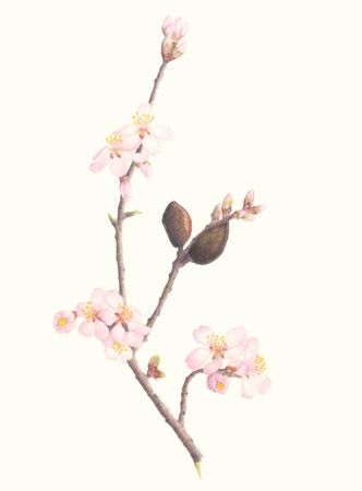 flowering almond Almond Tattoo, Almond Flower Tattoo, Flowering Almond, Bedroom Pics, Little Bird Tattoos, Illustration Geometric, Leaves Tattoo, Almond Flower, Flower Thigh Tattoos