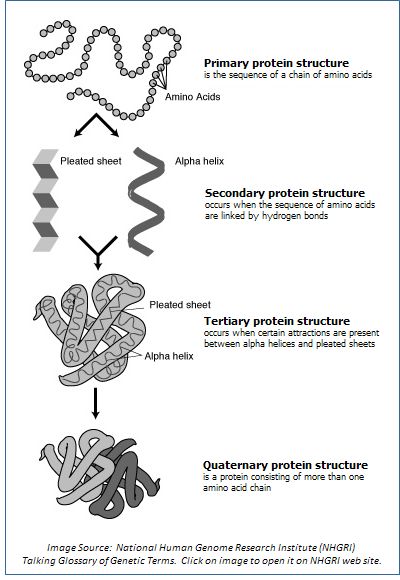 protein 4 levels of organization | Image showing the four levels of protein structure: primary, secondary ... Biology Class 11, Protein Chart, Protein Structure, Protein Benefits, Ap Biology, Science Nerd, Biology Notes, Protein Supplements, Physical Science