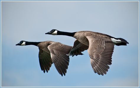 A pair of Canada Geese flying across Whiffin Spit, Sooke BC, seemed to be in perfect harmony. Please View Large On Black Canadian Geese Flying, Canada Geese Flying, Sooke Bc, Goose Tattoo, Hatch Drawing, Flying Goose, Geese Flying, Canadian Geese, Canada Geese