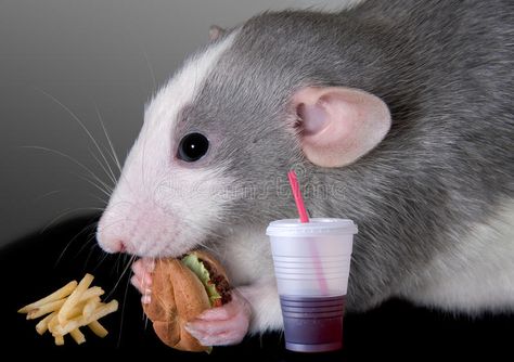 Rat eating fast food. A baby dumbo rat is eating a fast food meal , #sponsored, #fast, #food, #Rat, #eating, #rat #ad Dumbo Rats, Rat Care, Getting Rid Of Rats, Baby Dumbo, Dumbo Rat, Animals Jokes, Fancy Rat, Insulin Sensitivity, Pet Rat