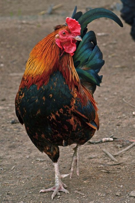 Colorful Rooster, Chicken Pictures, Fancy Chickens, Rooster Painting, Beautiful Chickens, Chicken Painting, Most Beautiful Birds, Chickens And Roosters, Chicken Art