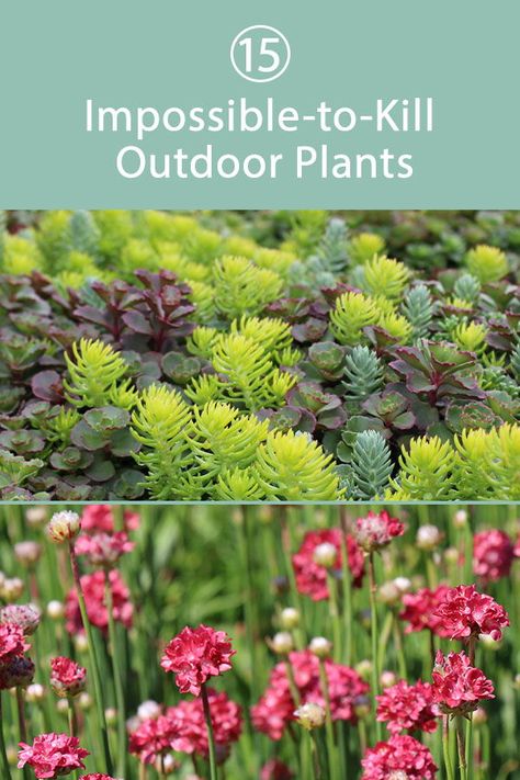 Low Maintenance Plants Outdoor, Florida Garden, Potted Plants Outdoor, Restaurant Patio, Patio Plants, Sandy Soil, Low Maintenance Garden, Drought Tolerant Plants, Low Maintenance Plants