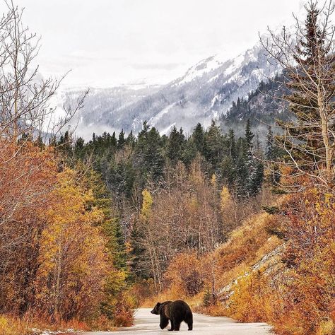 Alaska Alaska Summer, Mountain Mama, Earth Pictures, Destination Voyage, Camping Experience, In The Woods, Happy Thanksgiving, Nature Pictures, Beautiful World