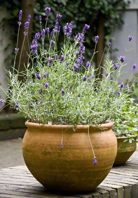 Big Leaf Indoor Plant, Lavender Potted Plant, Potted Lavender, Growing Rosemary, Tattoo Plant, Lavender Plant, Mediterranean Garden, Container Gardens, Tea Garden