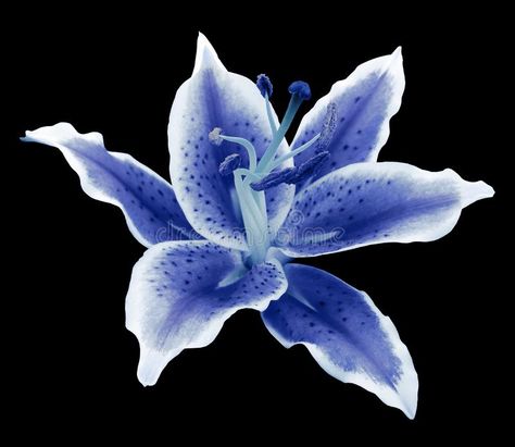 Blue Lilies Flower, Lily Flower Black Background, Blue Lillie’s, Blue Lily Aesthetic, Flowers On A Black Background, Blue Flower Black Background, Black Background With Flower, Flower Background Blue, Flowers Widget