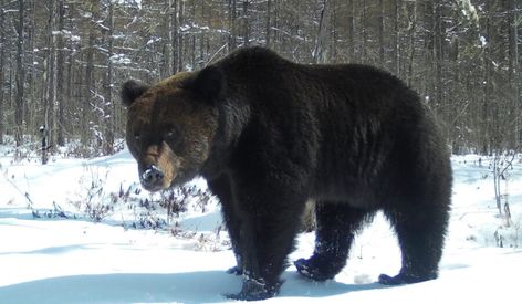 Ussuri Brown Bear, Ainu People, Bear Attack, Brown Bears, Korean Peninsula, Climb Trees, Siberian Tiger, A Force, Grizzly Bear