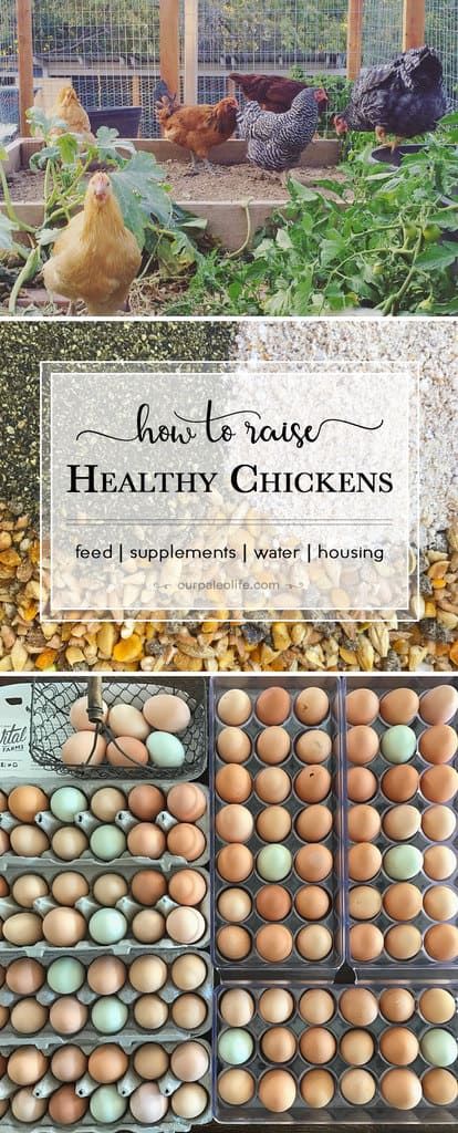 Keep your chickens (and eggs!) healthy and clean with this complete guide to feed, supplements, water, and housing that will make chicken-keeping a fun and easy task that results in healthy birds and healthy food for you. Vegetables For Chickens To Eat, Calcium For Chickens, Chicken Supplements, Chicken Coupe, Food For Chickens, Chicken Facts, Eggs Healthy, Homestead Animals, Homesteading Animals