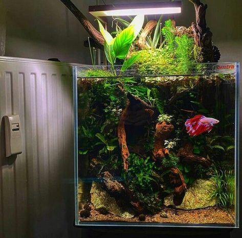 Betta Fish Tank Ideas, Terrarium Tank, Fish Tank Themes, Fish Tank Terrarium, Cool Fish Tanks, Diy Fish Tank, Aquascape Design, Betta Aquarium, Fish Tank Design