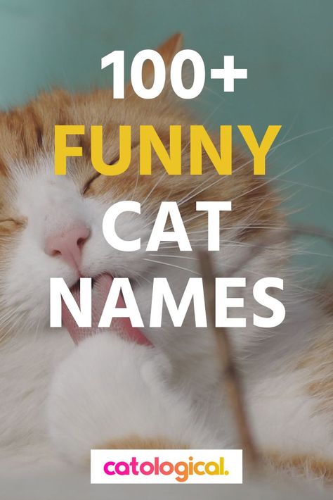 Cat Username Ideas, Male Cat Names Unique List, Weird Cat Names, Male Cat Names Unique, Cat Names Funny, Cat Names Female, Cat Names List, Best Cat Names, Names For Male Cats