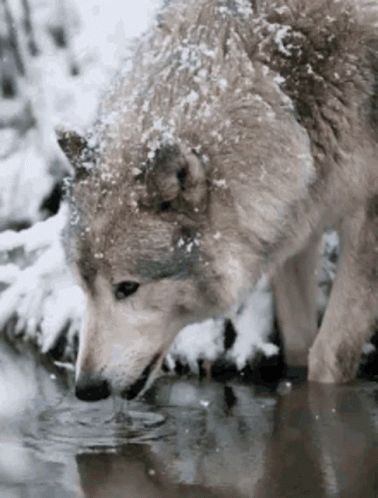 Wolf Gif, Wolf World, Winter Wolves, Wolf Photos, Wolf Love, Wild Wolf, Wolf Pictures, Wolf Spirit, Beautiful Wolves