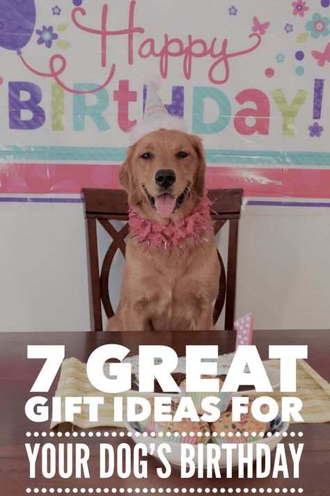 7 Great Gift Ideas for Your Dog's Birthday. Get you purse out ready to treat your pooch to some super goodies this year. Dog Bday Gift Ideas, What To Do For Your Dogs Birthday, Dog Birthday Gifts Ideas, Birthday Gifts For Dogs, Dog Birthday Present Ideas, Birthday Gift Ideas Diy, Dog Birthday Ideas, Birthday Wrapping Ideas, Dog Birthday Presents