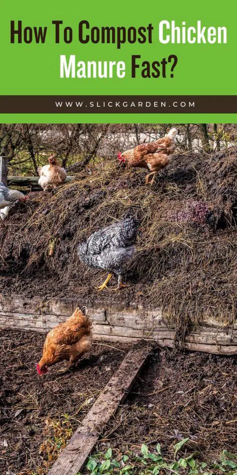 How To Compost Chicken Manure Fast? – Slick Garden Chicken Manure Compost, Chicken Composting, Garden Soil Preparation, Manure Composting, How To Compost, Chicken Fence, Poultry Farming, Banana Peels, Chicken Manure