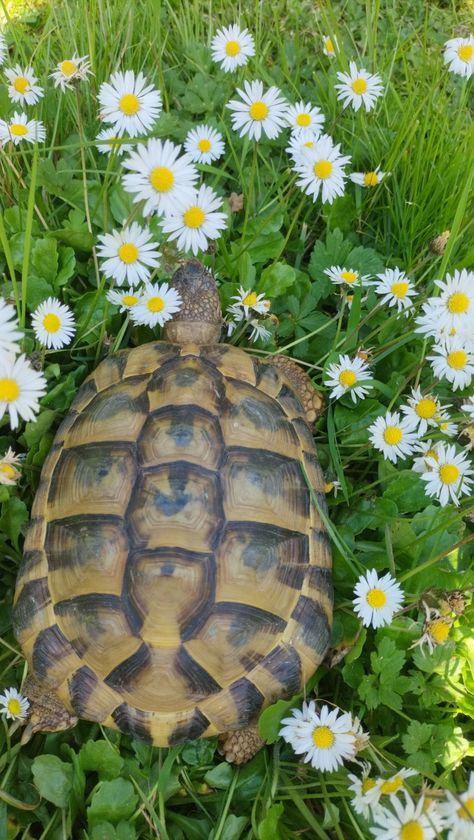 Tortoise Wallpaper, Cute Tortoise, Wallpaper Summer, Baby Turtles, Ocean Life, Turtles, Dream Life, Tortoise, Animals