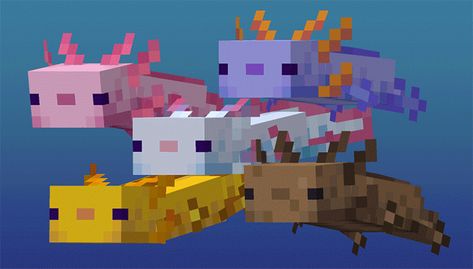 Axolotl Colors, Minecraft Axolotl, Mobs Minecraft, Axolotl Cute, Birth Colors, Minecraft Drawings, Bangunan Minecraft, Minecraft Pictures, Minecraft Mobs