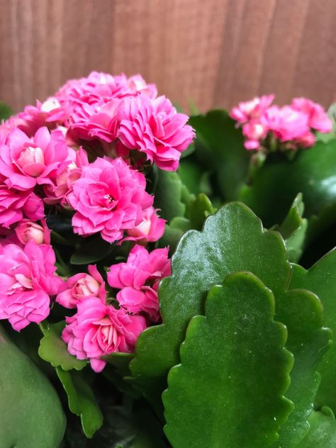 Kalanchoe Flowers, Unique Succulents, Water Wise Landscaping, Kalanchoe Blossfeldiana, Ghost Plant, Fertilizer For Plants, Annual Flowers, Dry Leaf, Succulent Plants