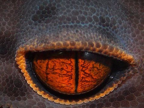 Goniurosaurus haianensis eye Gecko Eyes, Reptile Eye, Lizard Eye, Regard Animal, Red Lizard, Eye Close Up, Bio Art, Forest Creatures, Alien Creatures