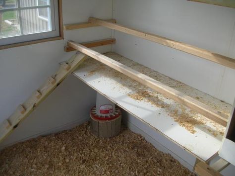 Poop board experts! | BackYard Chickens - Learn How to Raise Chickens Inside Chicken Coop, Chicken Perches, Chicken Roost, Chicken Poop, Fancy Chickens, Diy Chicken Coop Plans, Chicken Life, Best Chicken Coop, Raising Backyard Chickens