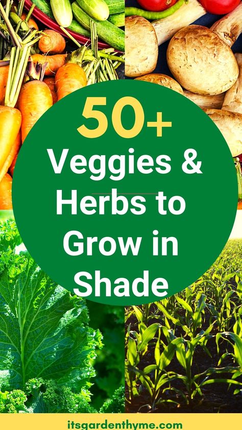 50+ vegetables & herbs that grow well in shade! A complete list of easy to grow herbs, microgreens, and veggies that don't need full sun! You may think that a shady garden spot can't grow vegetables and other edibles, but you'll be surprised! #beginnergardener #firstgarden #shadevegetables Not enough sun for the 6-8 hours of recommended sunlight for a vegetable garden? There are many vegetables that grow well in shade and part sun. Find the full list of shade-loving vegetables. North Facing Vegetable Garden, Shady Vegetable Garden, Vegetable Garden Sunlight Guide, Shade Tolerant Vegetables, Plants That Grow Well In Shade, Shade Loving Herbs, Vegetables That Grow In Shade, Vegetables That Grow Well Together, Shade Loving Vegetables