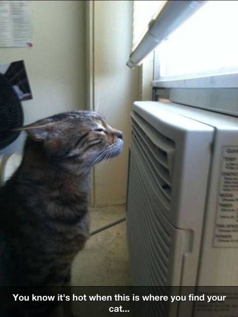 A cat enjoying some cool air on a hot day Gatos Cool, Cat Problems, Yeah Yeah, Oh Yeah, Cats Meow, Crazy Cat Lady, Crazy Cats, Cat Lady, Air Conditioner