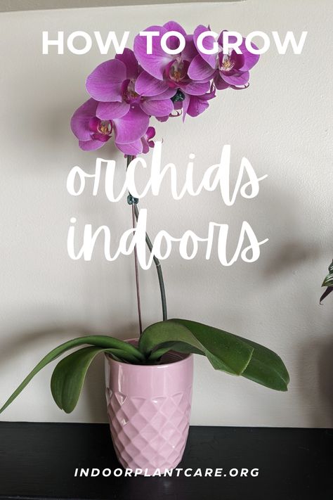 Learn the ins and outs of growing Orchids indoors with this guide from Indoor Plant Care.💮 Indoor Orchid Care, Orchid Rebloom, Indoor Plant Care Guide, Repotting Orchids, Indoor Orchids, Orchid Plant Care, Growing Orchids, Indoor Plant Care, Plant Decor Indoor