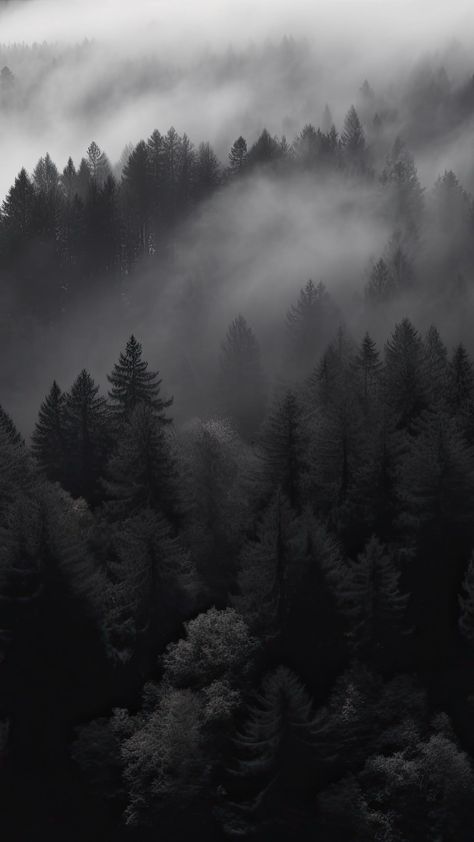 Black Aesthetic Forest View Wallpaper, Pine Tree Iphone Wallpaper, Dark Winter Aesthetic Wallpaper, Black Forest Wallpaper, Night Forest Wallpaper, Dark Nature Wallpaper, Bored Wallpaper, Dark Forest Aesthetic, Grey Nature