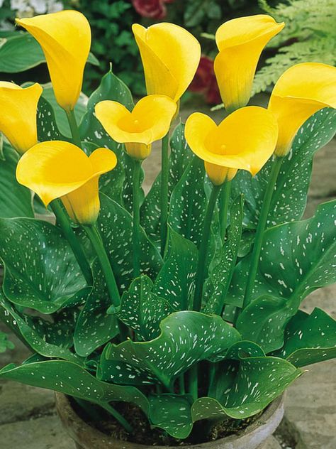 Flower Structure, Calla Lily Flowers, Flower Identification, Lily Garden, Lily Plants, Beautiful Flowers Garden, Herbaceous Perennials, Winter Flowers, Pretty Plants