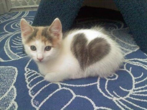 These kitties don't just wear their hearts on their sleeves, they wear it on their fur, too! (Via.). Söt Katt, Image Chat, Puppies And Kitties, Cute Cats And Kittens, Cute Kittens, Pusheen, Crazy Cat Lady, Beautiful Cats, 귀여운 동물