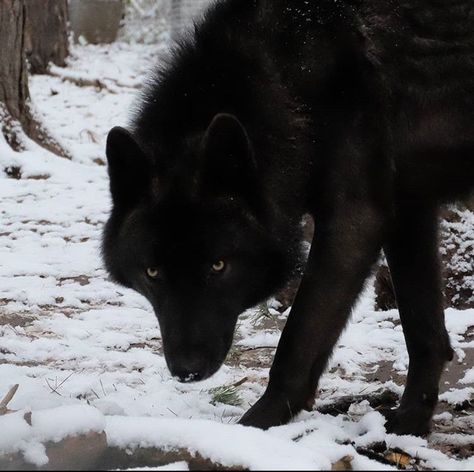 Black Wolf In Snow, Wolf Therian Aesthetic, Black Wolf Aesthetic, Wolf Therian, Female Werewolves, Shadow Wolf, Werewolf Aesthetic, Maned Wolf, Scary Dogs