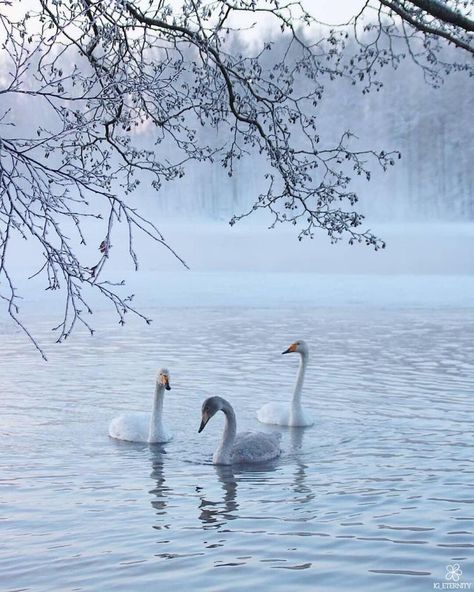 Winter Swan, Wild Animals Photography, Ballet Beauty, Beautiful Swan, Swan Song, Winter Animals, Painting Inspo, Winter Beauty, Swan Lake