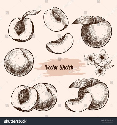 Vintage Peach Illustration, Peach Tree Branch Tattoo, Peach Flash Tattoo, Black And White Peach Tattoo, Peaches Sketch, Nectarine Tattoo, Nectarine Drawing, Vintage Food Illustration, Peaches Drawing