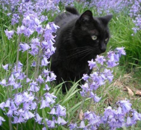 Black Cat Aesthetic, Dark Purple Flowers, Cat Flowers, Cat Garden, Curious Cat, Cute Black Cats, Cat People, Cat Aesthetic, Warrior Cats