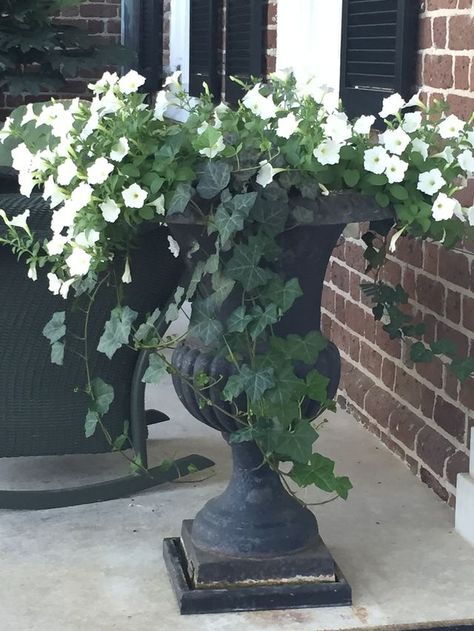 Kindred Oaks, Container Garden Design, Garden Urns, Garden Containers, Container Gardens, Summer 3, White Gardens, Container Flowers, Summer Decorating