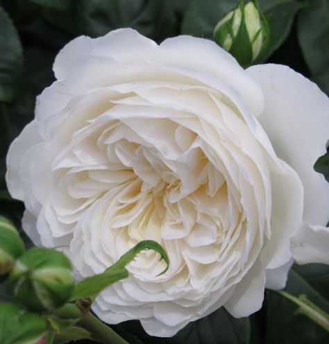 White English Rose White English Roses, White David Austin Roses, White English Roses Bouquet, White Rose Types, White Garden Rose, White Flowers Garden, Nursery Plants, Garden Spinners, Plants For Home