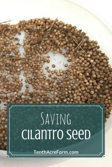 Harvesting Coriander Seeds, Harvest Cilantro, Forest Farming, Growing Rosemary Indoors, Culinary Herb Garden, Harvesting Seeds, Grow Cilantro, Save Seeds, Cilantro Seeds