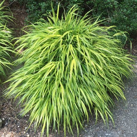 Perrenial Grasses, Zone 4 Perennials, Ornamental Grasses For Shade, Ornamental Grass Landscape, Perennials Low Maintenance, Hakonechloa Macra, Shade Grass, Long Blooming Perennials, Growing Grass