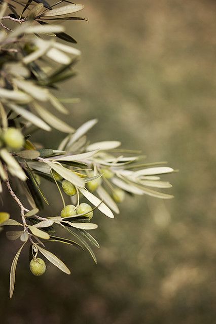 Stuff To Decorate Your Room, Olive Tree Care, Growing Olive Trees, Tree People, Fall Garden Vegetables, Olive Trees, Holistic Beauty, Olive Gardens, Tree Care