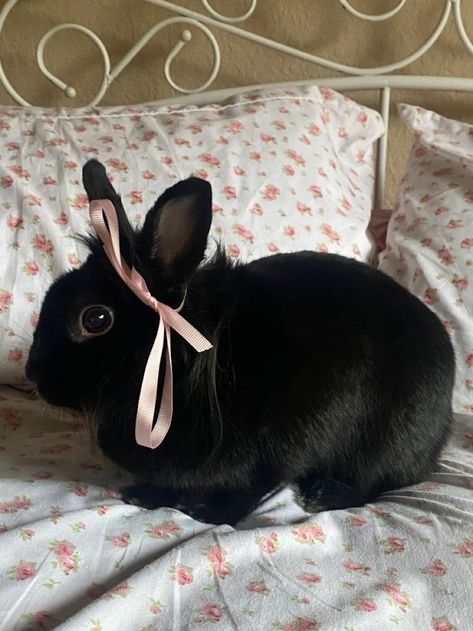 Black Bunny Aesthetic, Black Bunnies, Gothic Bunny, Cute Aggression, Velvet Bunny, Dust Bunny, Bunny Black, Pink Goth, Jam Jam