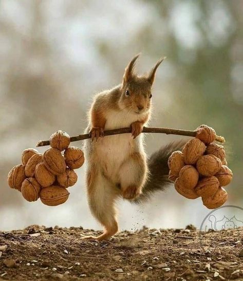 Funny Squirrel Pictures, Squirrel Pictures, Regnul Animal, Squirrel Funny, Cute Squirrel, A Squirrel, Cute Animal Photos, Cute Creatures, Sweet Animals