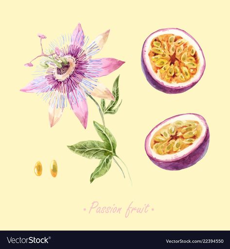 Watercolor Passion Fruit, Watercolor Passion Flower, Passion Fruit Painting, Passion Fruit Art, Passion Fruit Flower Tattoo, Passionfruit Illustration, Passionfruit Tattoo, Passion Fruit Tattoo, Passion Fruit Drawing