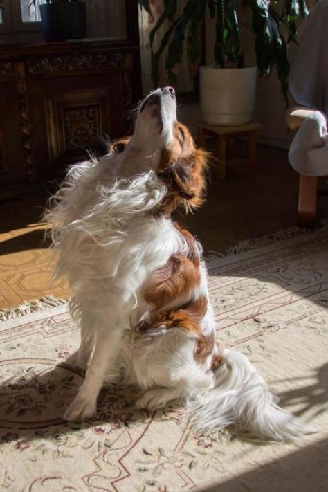 Someone Is Truly Enjoying The Sun Into The Wild, Enjoying The Sun, Cute Creatures, 귀여운 동물, Cuteness Overload, Animals Friends, Beautiful Creatures, Animals And Pets, A Dog